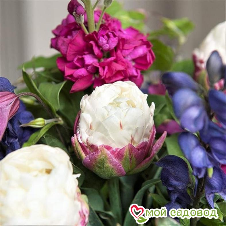 Тюльпан пионовидный Дабл Полар