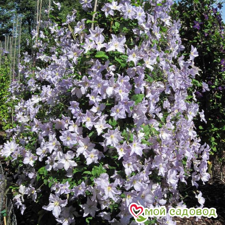 Клематис Блекитни Аниол ЗКС