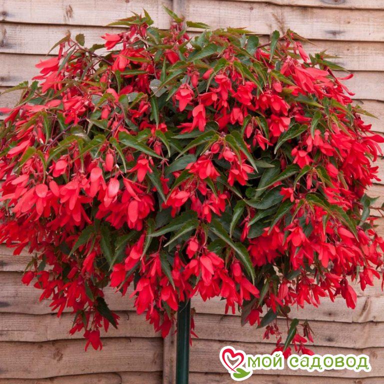 Бегония Бертини