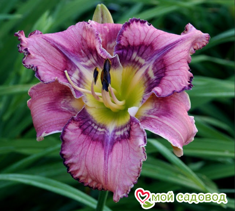 ЛИЛЕЙНИК ГЕТ ДЖИГГИ