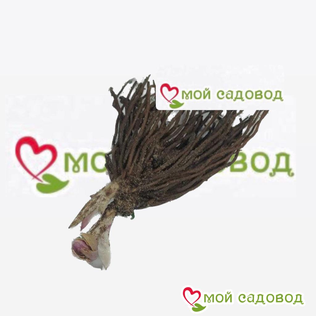 Хоста Солнечный Нектар